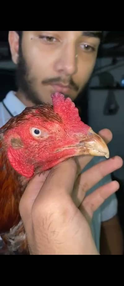 Kalay Pakistani Aseel
