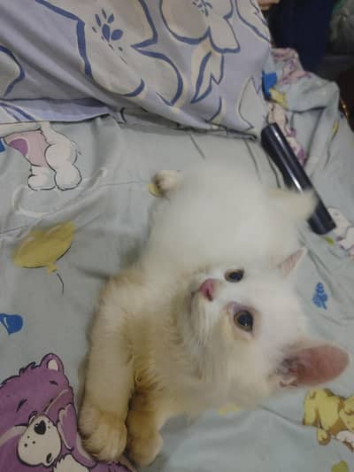 Male kitten full Active Healthy