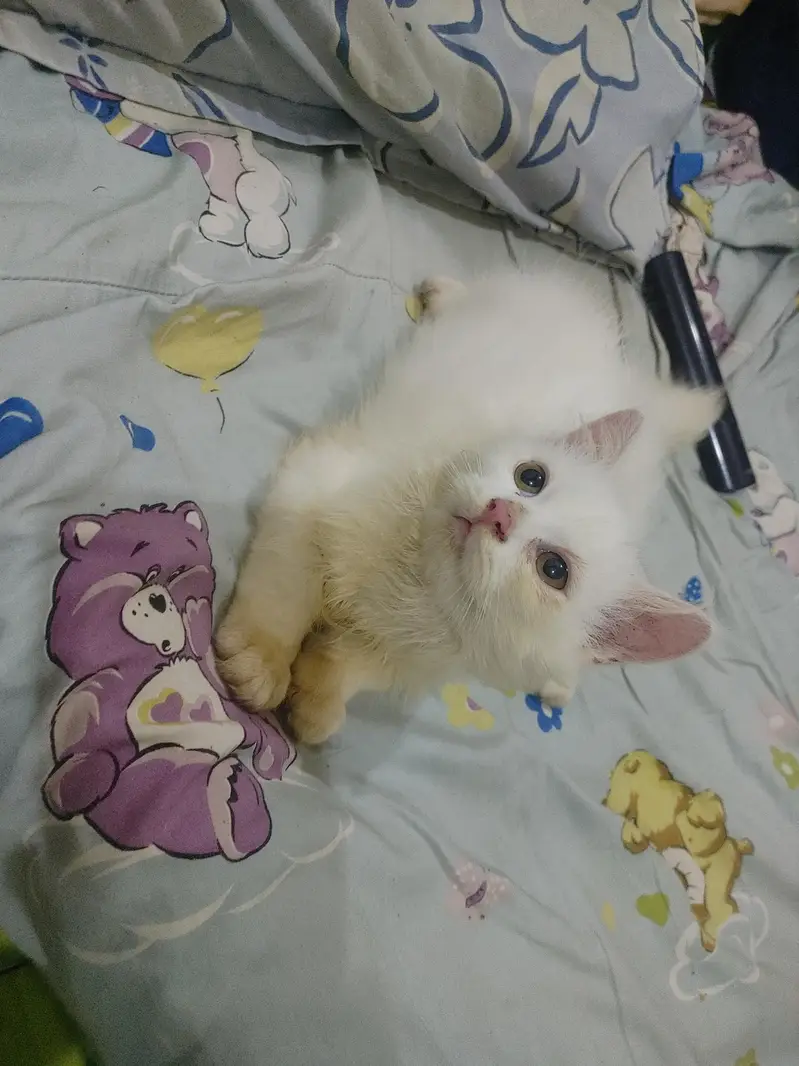 Male kitten full Active Healthy — photo 2