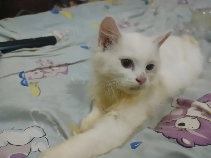 Male kitten full Active Healthy — photo 3
