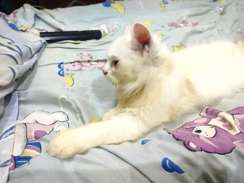 Male kitten full Active Healthy — photo 4