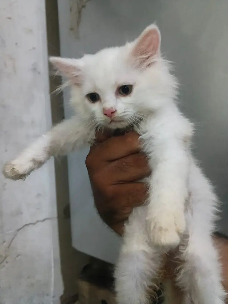 Male kitten full Active Healthy — photo 5