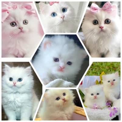 kitens Availble low And high prices link whatsapp 03004462028