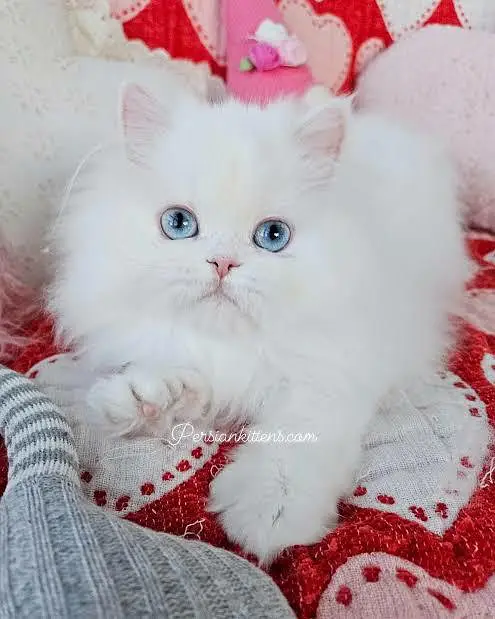kitens Availble low And high prices link whatsapp 03004462028 — photo 2