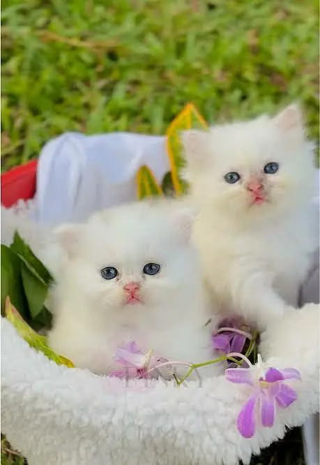 kitens Availble low And high prices link whatsapp 03004462028 — photo 3