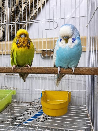 exhibition budgies adult pair
