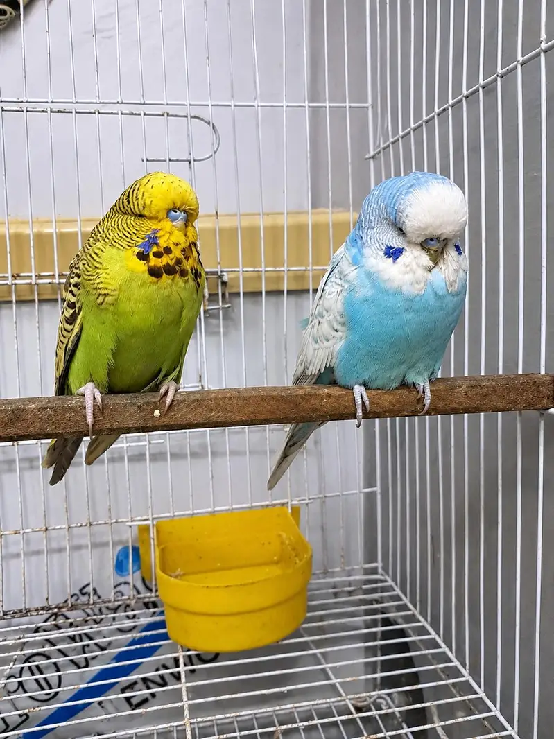 exhibition budgies adult pair — photo 2