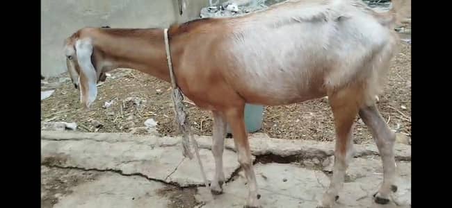 2 Bakria Sale
