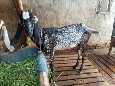 Black Makhi cheni
