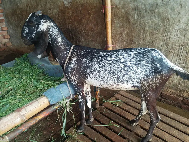Black Makhi cheni — photo 2