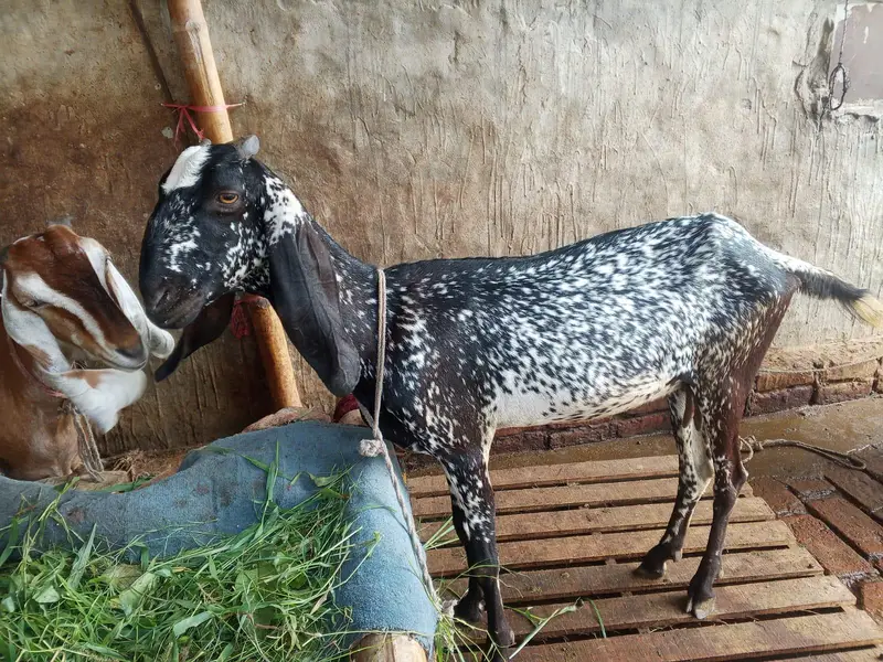Black Makhi cheni — photo 3
