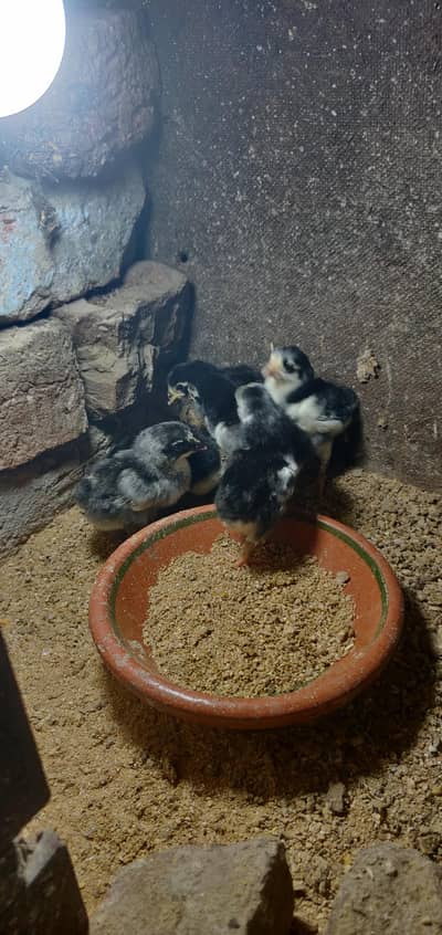 thai dragon chicks
