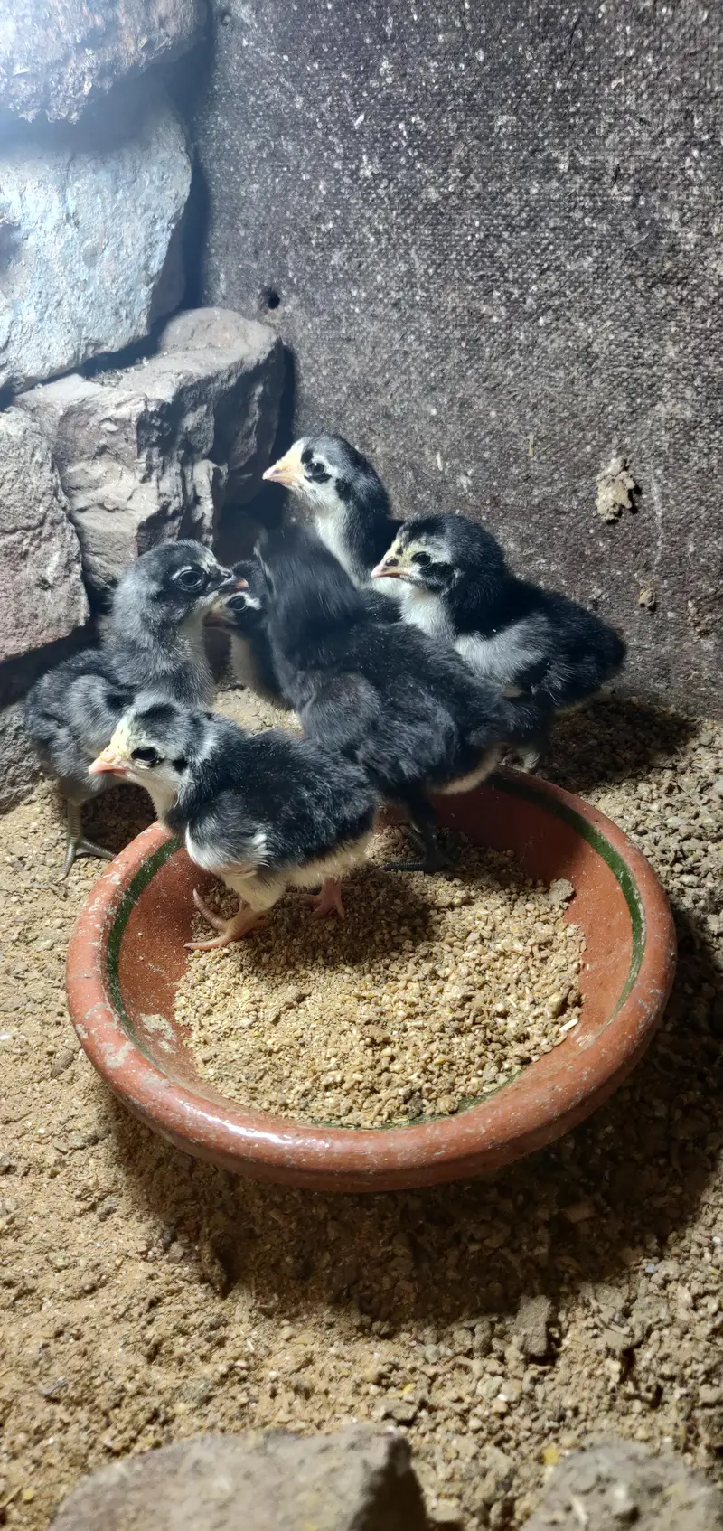 thai dragon chicks — photo 2