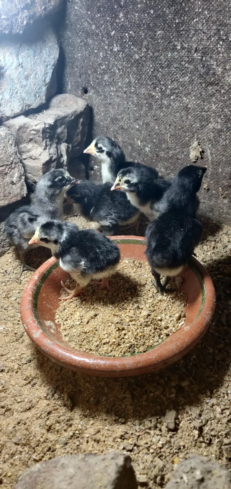 thai dragon chicks — photo 3
