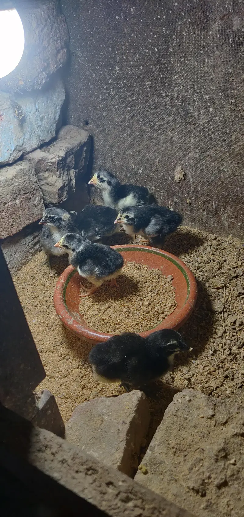 thai dragon chicks — photo 4