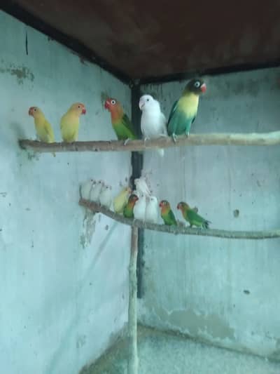 Adult pieces of love birds.