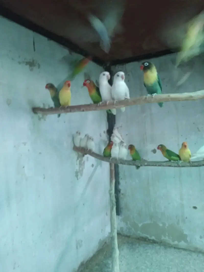 Adult pieces of love birds. — photo 2