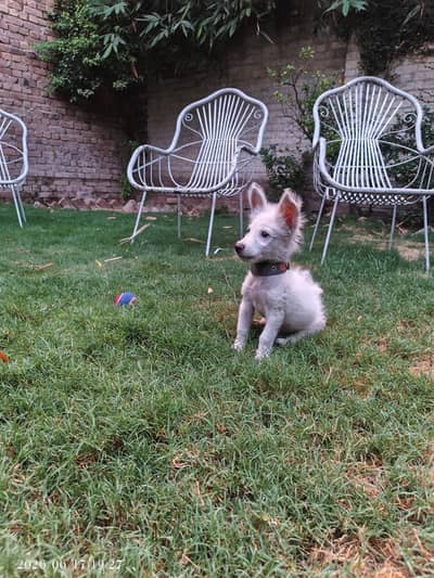 Tarial Max Male dog For Sale