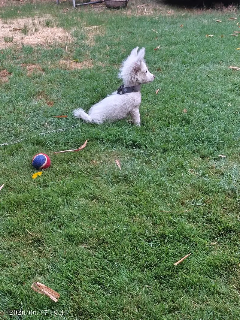 Tarial Max Male dog For Sale — photo 2