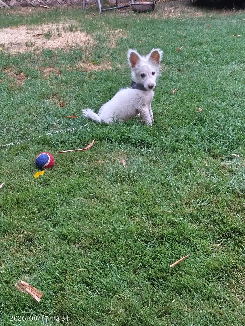 Tarial Max Male dog For Sale — photo 3