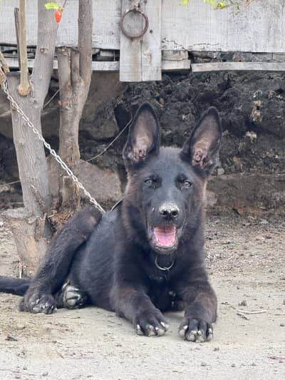 Black gsd