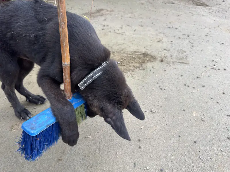 Black gsd — photo 2