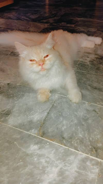 Persian Cat For Sale