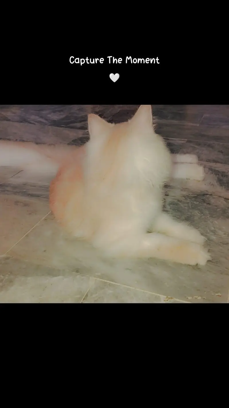 Persian Cat For Sale — photo 2