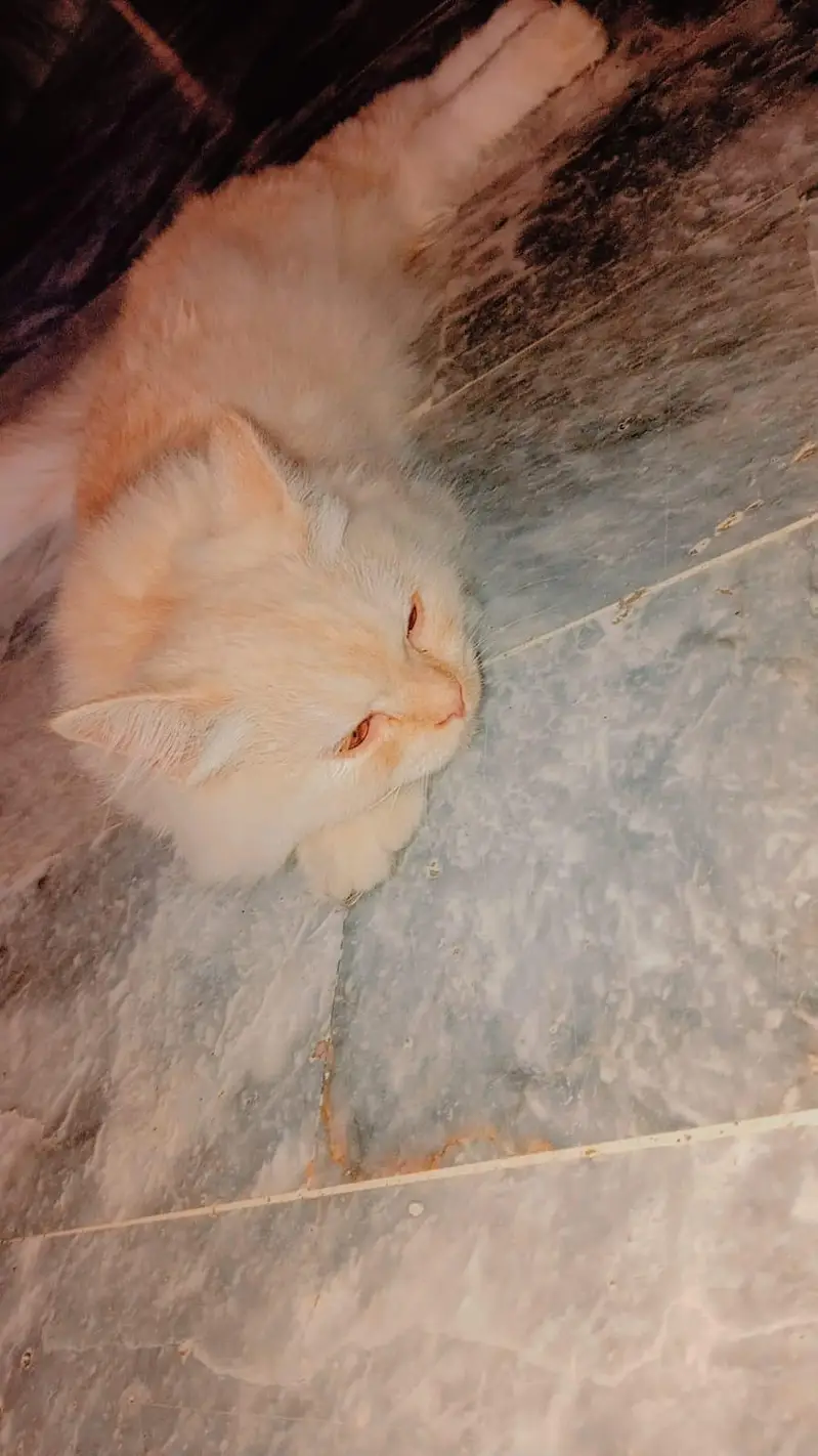 Persian Cat For Sale — photo 3