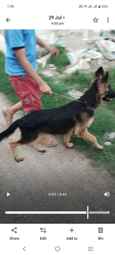 German shepherd urgent sale
