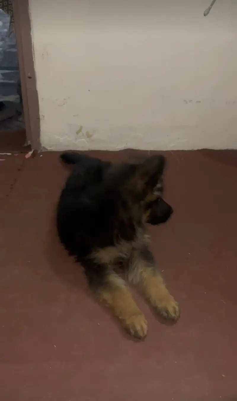 German shepherd urgent sale — photo 2