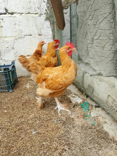 golden buff 2 male 3 female buff pair