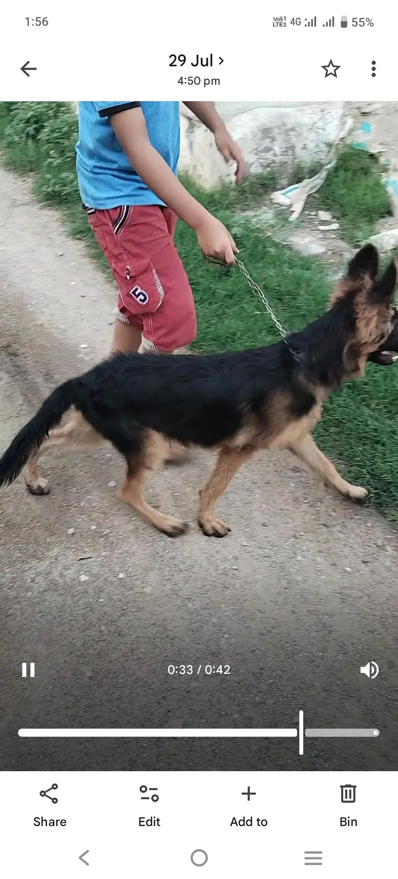 German shepherd urgent sale — photo 4