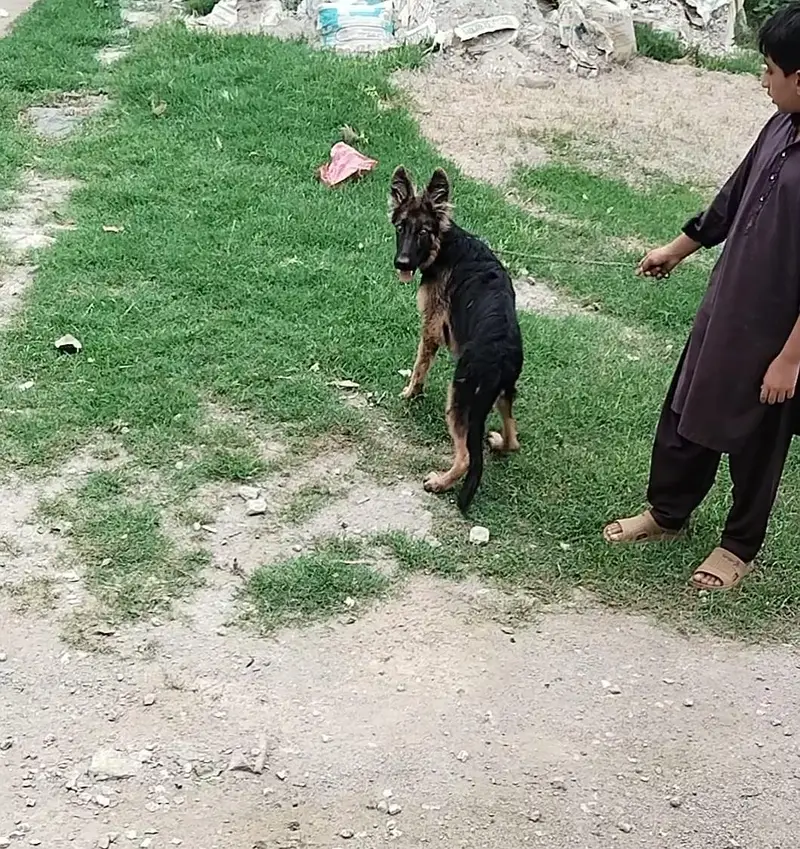German shepherd urgent sale — photo 5