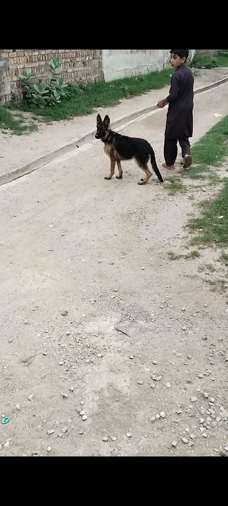 German shepherd urgent sale — photo 6