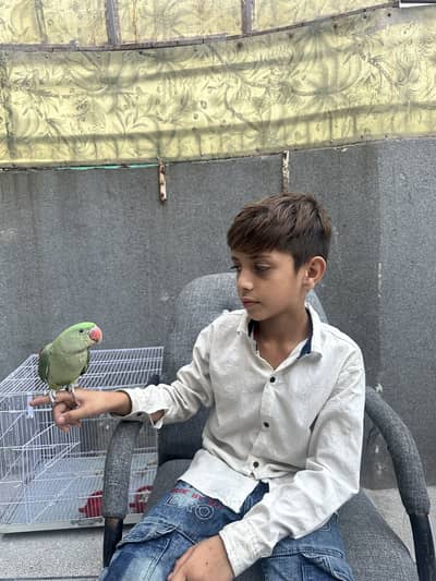 Hand Tame Self Feed Parrot For Sale | No Bite