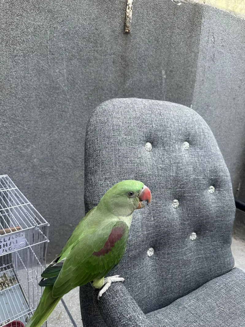 Hand Tame Self Feed Parrot For Sale | No Bite — photo 2