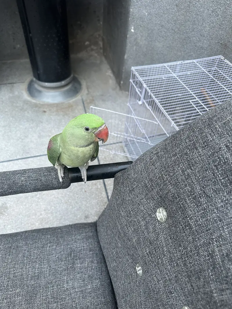 Hand Tame Self Feed Parrot For Sale | No Bite — photo 3