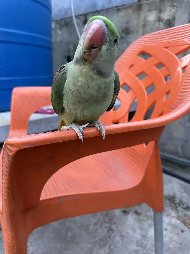 Hand Tame Self Feed Parrot For Sale | No Bite — photo 4