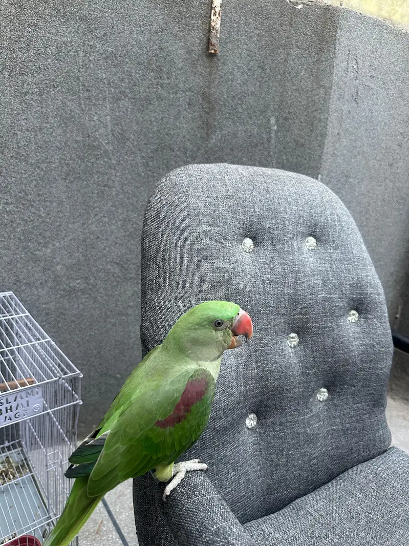 Hand Tame Self Feed Parrot For Sale | No Bite — photo 5