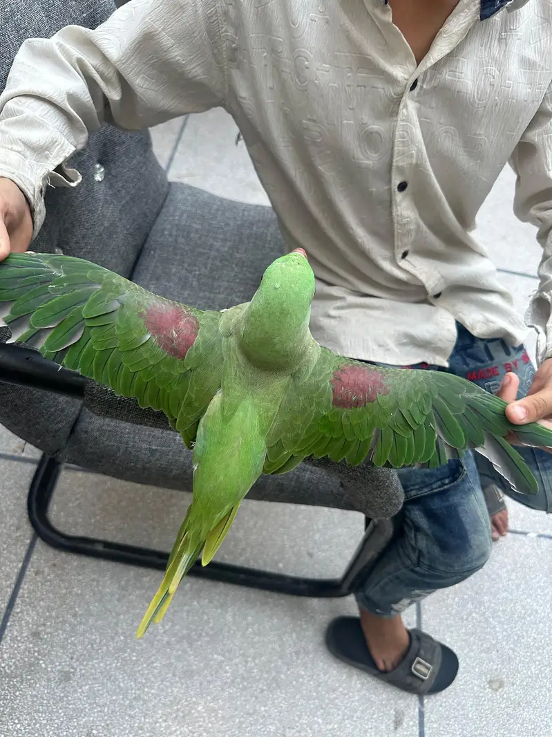 Hand Tame Self Feed Parrot For Sale | No Bite — photo 6