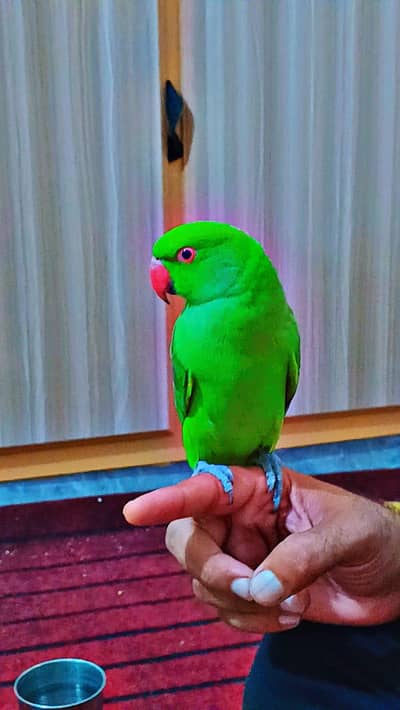 tame cocktail parrot
