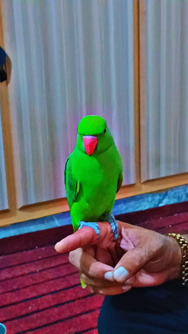 tame cocktail parrot — photo 2