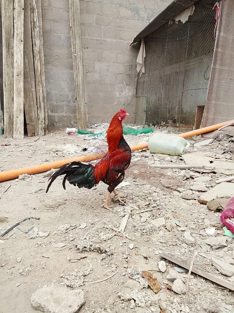 aseel lakha Male Masallah — photo 2