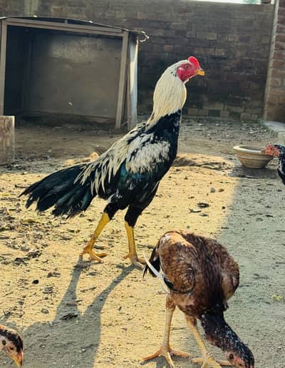 Aseel phata for sale