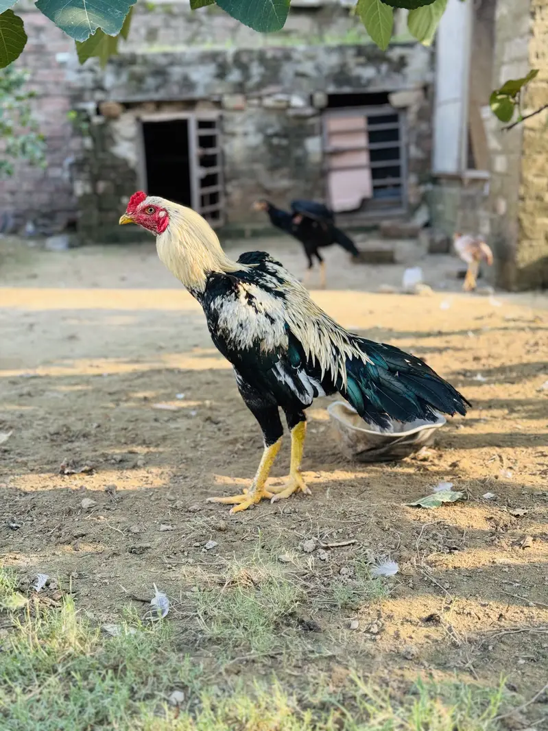 Aseel phata for sale — photo 2