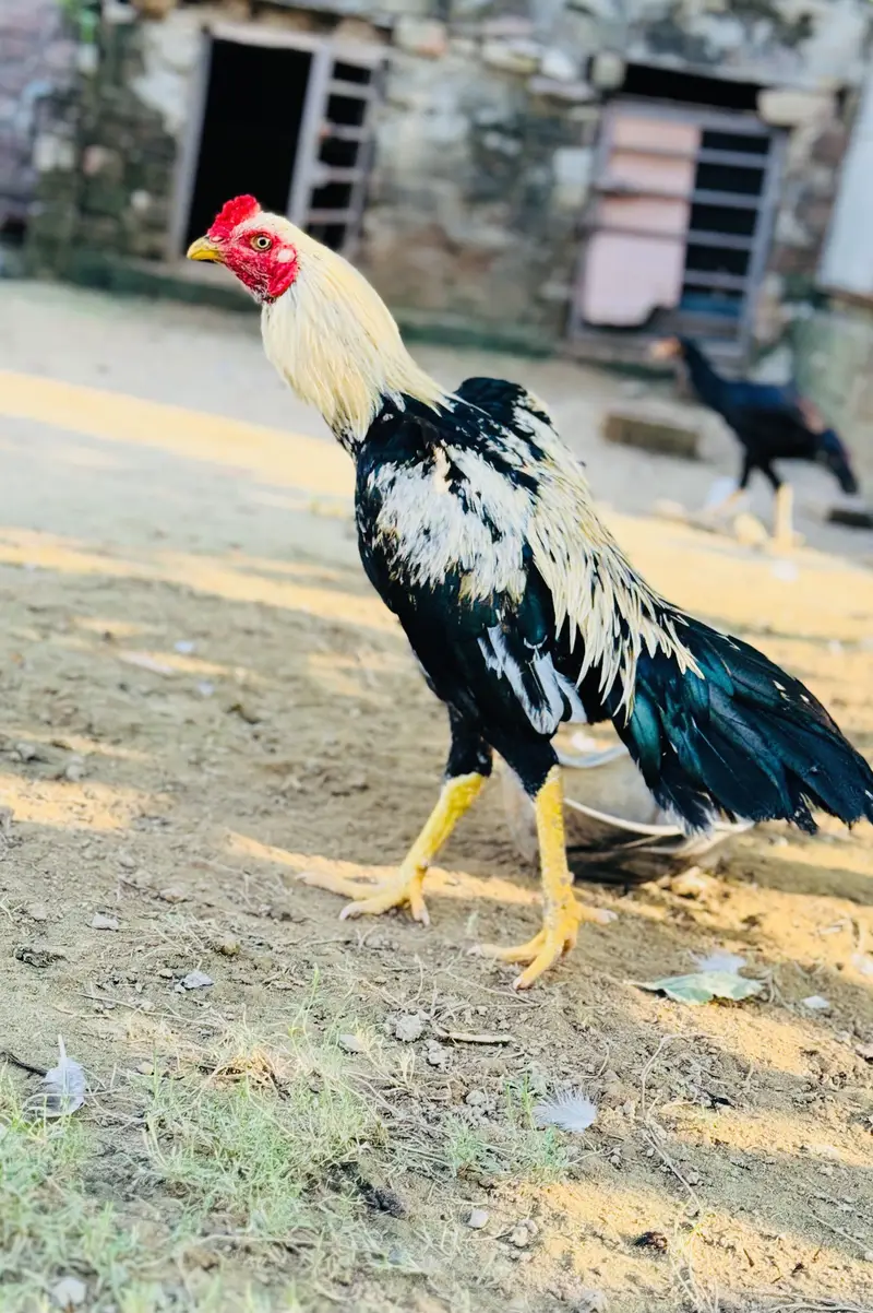 Aseel phata for sale — photo 3