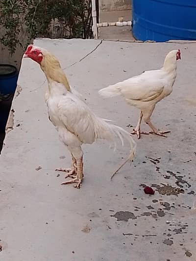 breeder pair