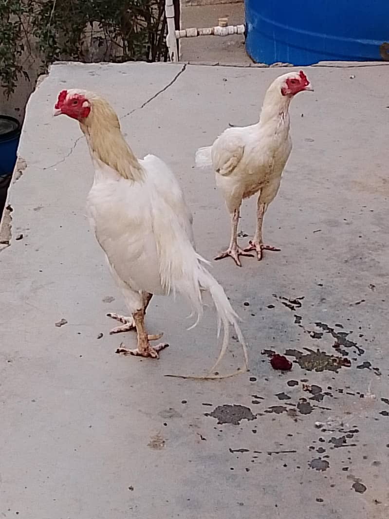 breeder pair 1