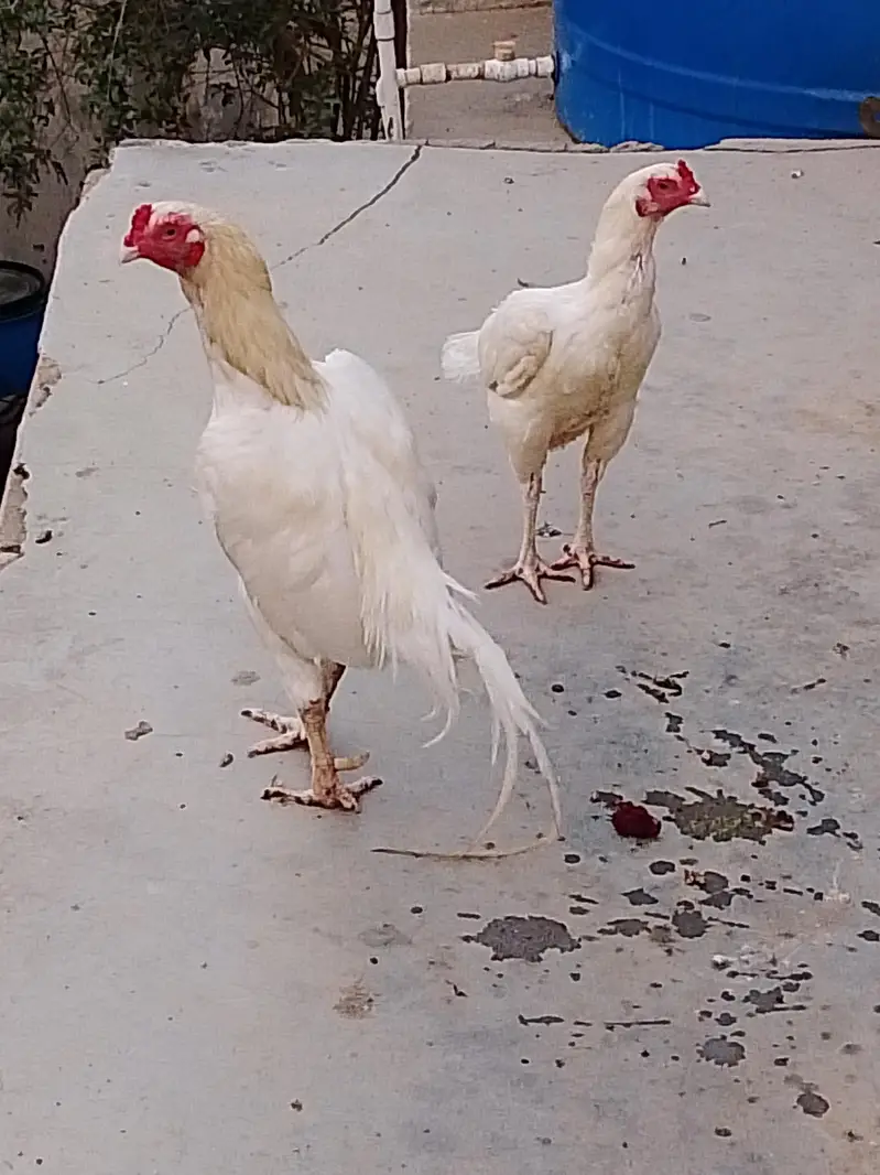 breeder pair — photo 2